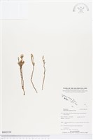 登錄號:BS03536藏品圖，第1張