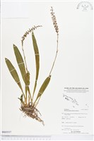 登錄號:BS03537藏品圖，第1張