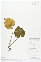 登錄號:BS03538藏品圖，第1張