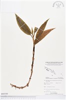 登錄號:BS03540藏品圖，第1張