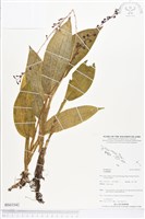 登錄號:BS03542藏品圖，第1張