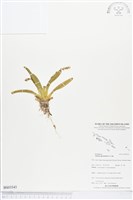 登錄號:BS03543藏品圖，第1張