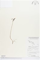 小鬼蘭藏品圖，第1張