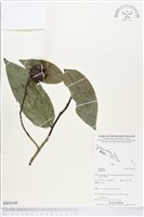 登錄號:BS03549藏品圖，第1張