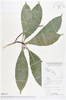 登錄號:BS03550藏品圖，第1張