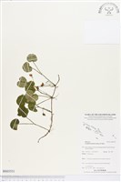 苞花蔓藏品圖，第1張