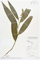 登錄號:BS03553藏品圖，第1張