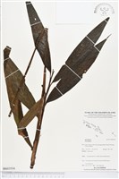 登錄號:BS03554藏品圖，第1張