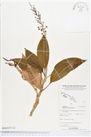 登錄號:BS03557藏品圖，第1張