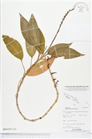 登錄號:BS03557藏品圖，第2張