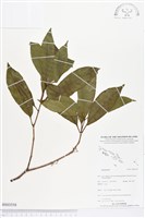 登錄號:BS03558藏品圖，第1張