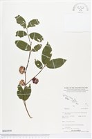 登錄號:BS03559藏品圖，第1張