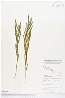 登錄號:BS03560藏品圖，第1張