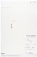 登錄號:BS03562藏品圖，第1張