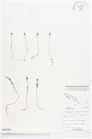 登錄號:BS03563藏品圖，第1張