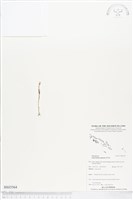 登錄號:BS03564藏品圖，第1張