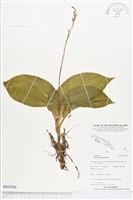 登錄號:BS03566藏品圖，第1張