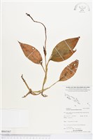 長苞斑葉蘭藏品圖，第1張