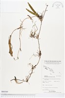 登錄號:BS03569藏品圖，第1張