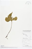 登錄號:BS03570藏品圖，第1張