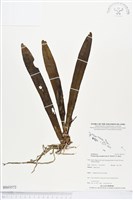 登錄號:BS03572藏品圖，第1張