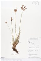 竹子飄拂草藏品圖，第1張