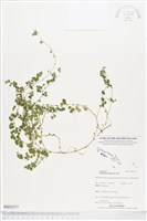 蠅翅草、三點金草藏品圖，第1張