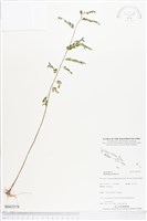 葉下珠、珠仔草藏品圖，第1張