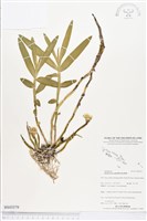 登錄號:BS03579藏品圖，第1張