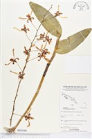 登錄號:BS03580藏品圖，第1張