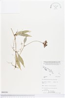 登錄號:BS03581藏品圖，第1張