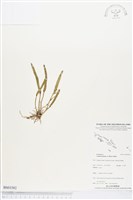 登錄號:BS03582藏品圖，第1張