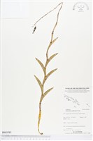 登錄號:BS03583藏品圖，第1張