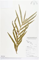 登錄號:BS03584藏品圖，第1張