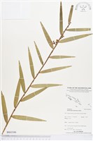 登錄號:BS03586藏品圖，第1張