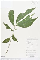 登錄號:BS03588藏品圖，第1張