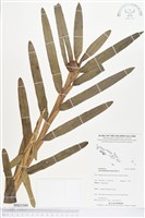 登錄號:BS03589藏品圖，第1張