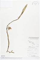 登錄號:BS03591藏品圖，第1張