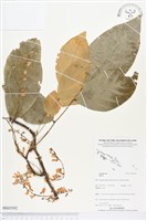 登錄號:BS03592藏品圖，第1張