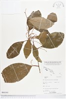 登錄號:BS03593藏品圖，第1張