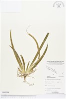 登錄號:BS03594藏品圖，第1張