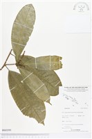 登錄號:BS03595藏品圖，第1張