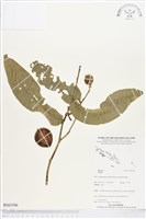 登錄號:BS03596藏品圖，第1張