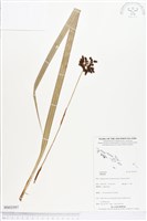 登錄號:BS03597藏品圖，第1張