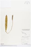 登錄號:BS03598藏品圖，第1張