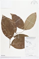 登錄號:BS03600藏品圖，第1張