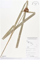 登錄號:BS03601藏品圖，第1張