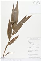 登錄號:BS03603藏品圖，第1張