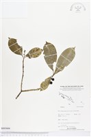 登錄號:BS03604藏品圖，第1張