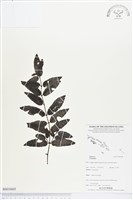 登錄號:BS03605藏品圖，第1張